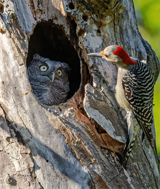 هذه أبرز الصور المضحكة لجوائز التصوير الكوميدي للحياة البرية صورة رقم 5